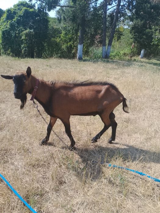 Alpin francez montă