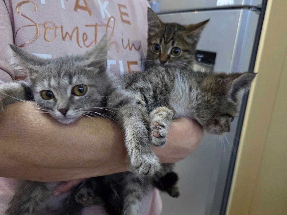 Котята маленьки красивые