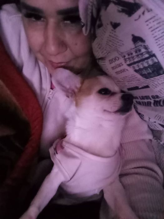 Собака чхвахува малчик