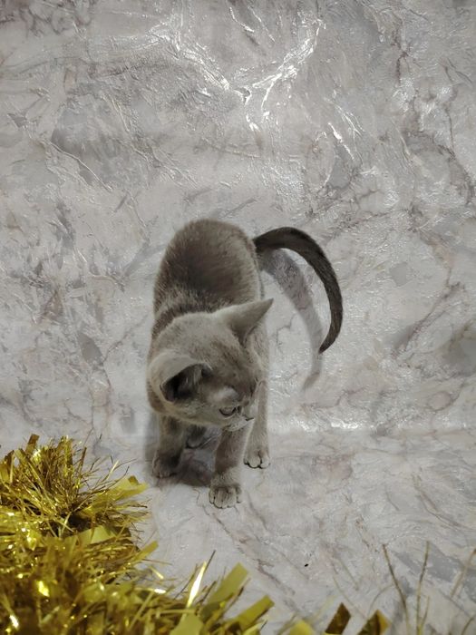 Европейская бурма