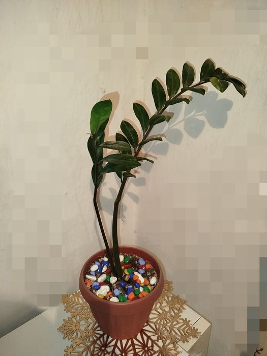 Растение - каланхоэ цветущий