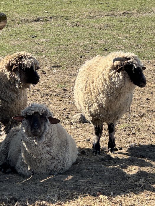 Vand oi tigai tinere