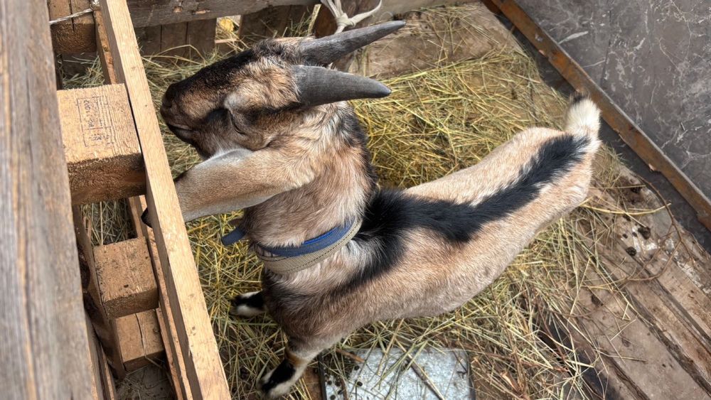 Ешкі козел город алматы