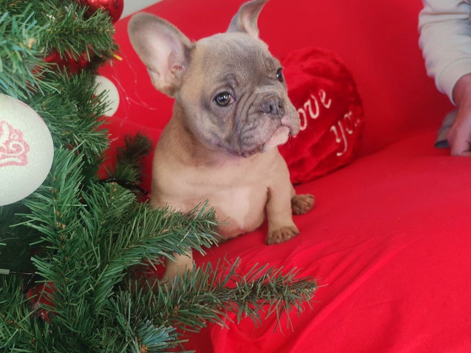 Disponibil pui de bulldog francez