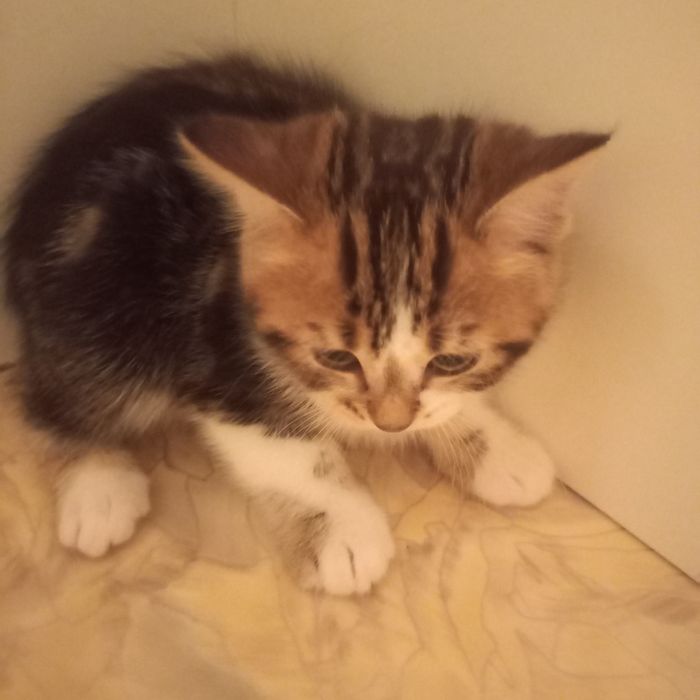 Красивый котёнок 2 мес девочка