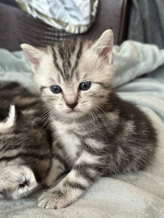 Продам чистокровных котят