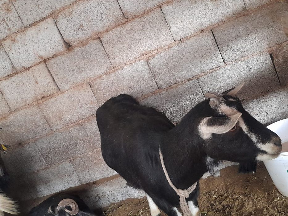 Сауынды буаз ешкилер