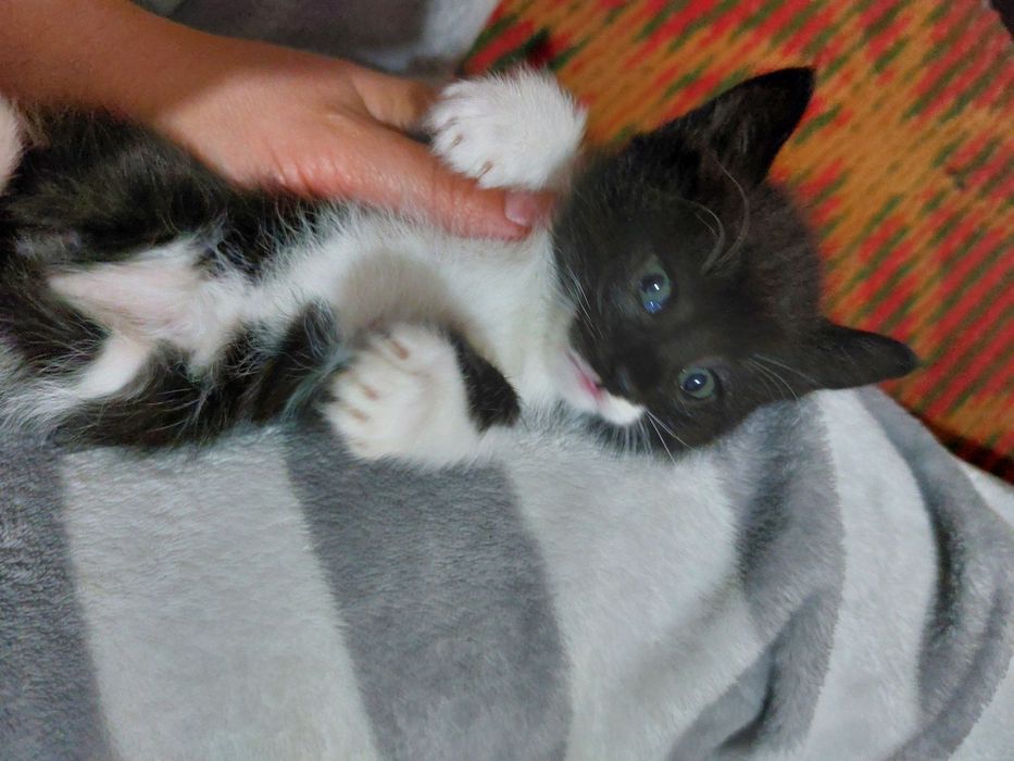 2 oylik mushukchalar yaxshi mehribon qollarga beriladi