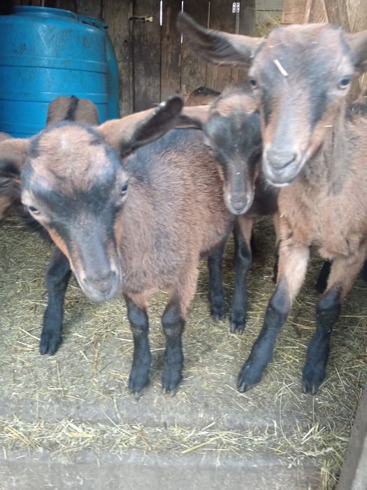 Vand iedute alpine franceze