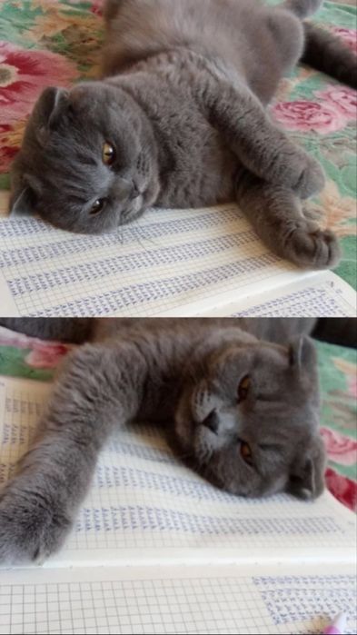 Отдам в добрые руки