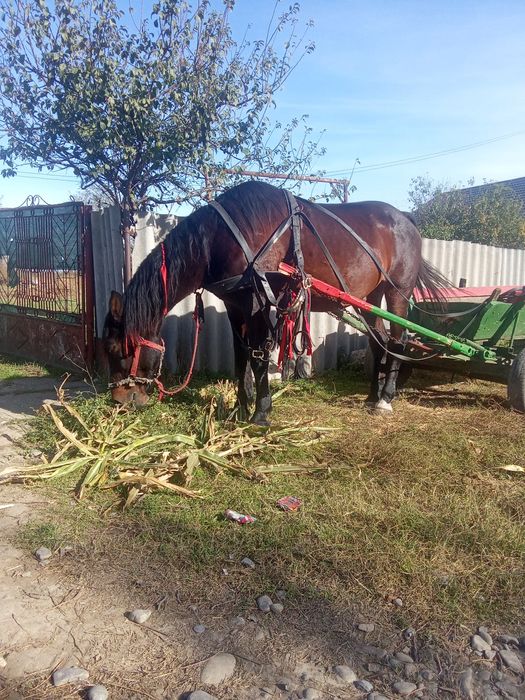 Cal castrat de vânzare