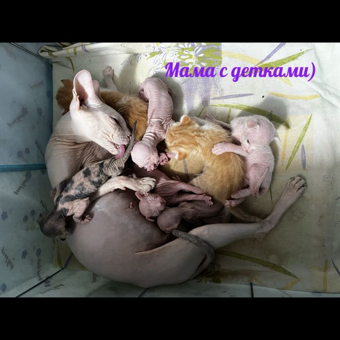 Бронь на котят сфинкса!