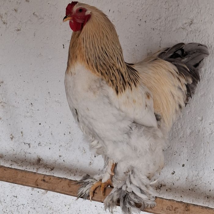 Брама хурозлар сотилади