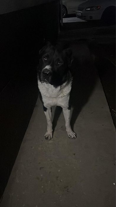 пропала собака Алабай