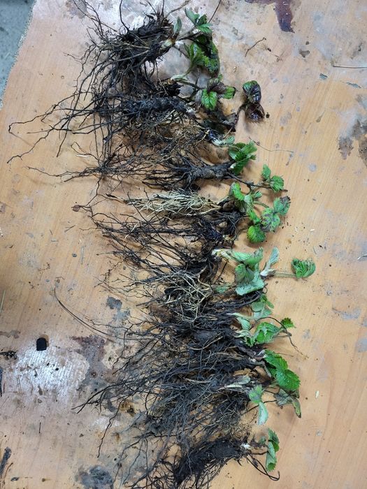 Рассада клубники