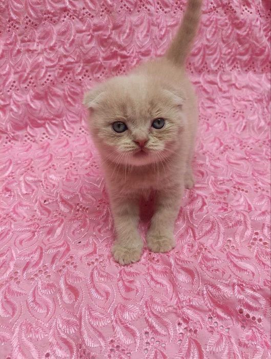 Продается элитный котенок фолд, мальчик, лилового окраса.