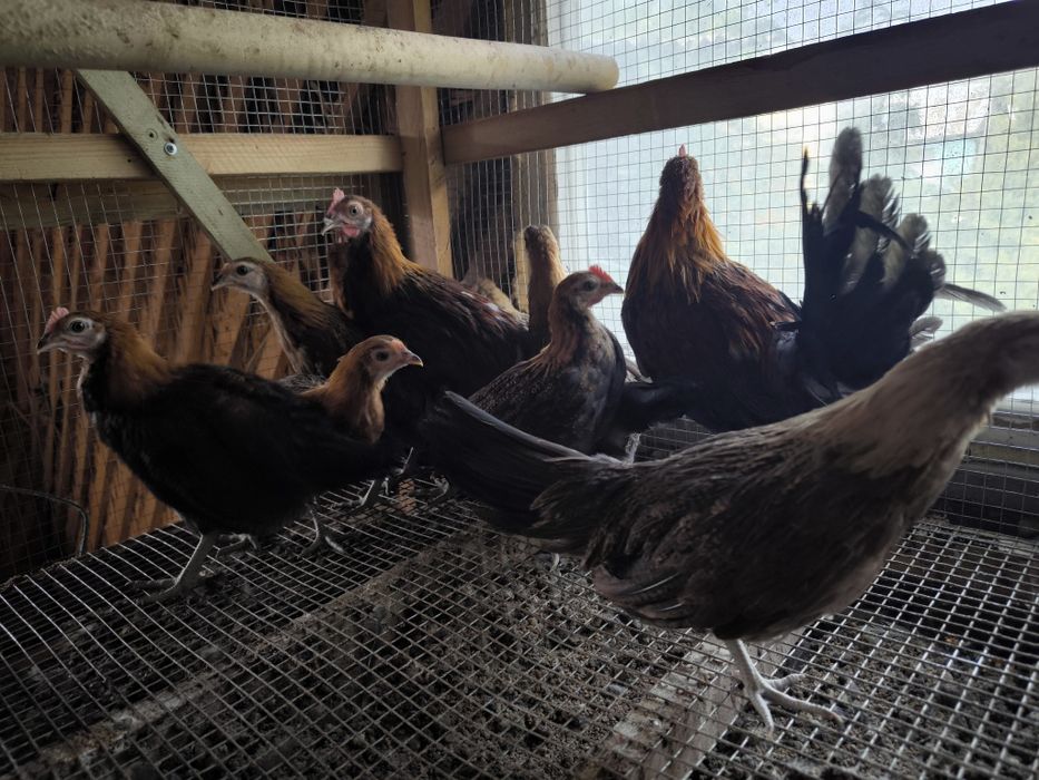 Феникс, продам, годовалые