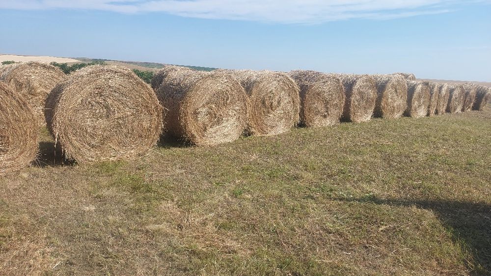 Capre,iezi,țapi rasă pura și metiși,boier,alpin,anglonubian