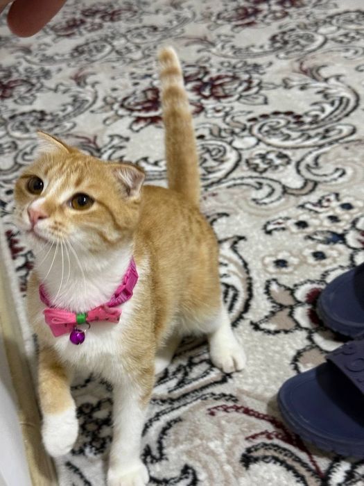 Скотиш котонёк продаётся