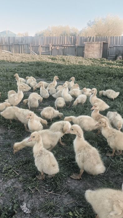 қаз   балапандары