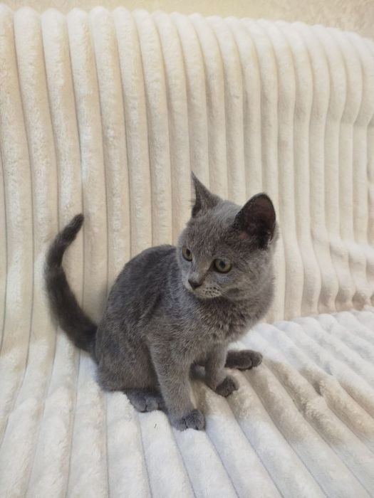 Британский короткошерстный котёнок(голубой окрас)