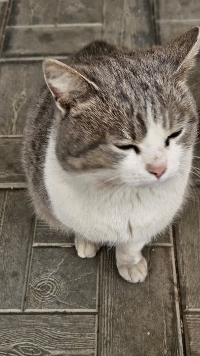 Котик в добрые руки