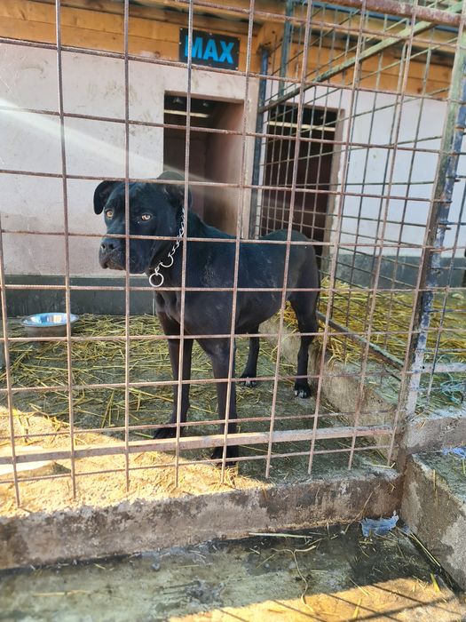 Cățelușe canecorso