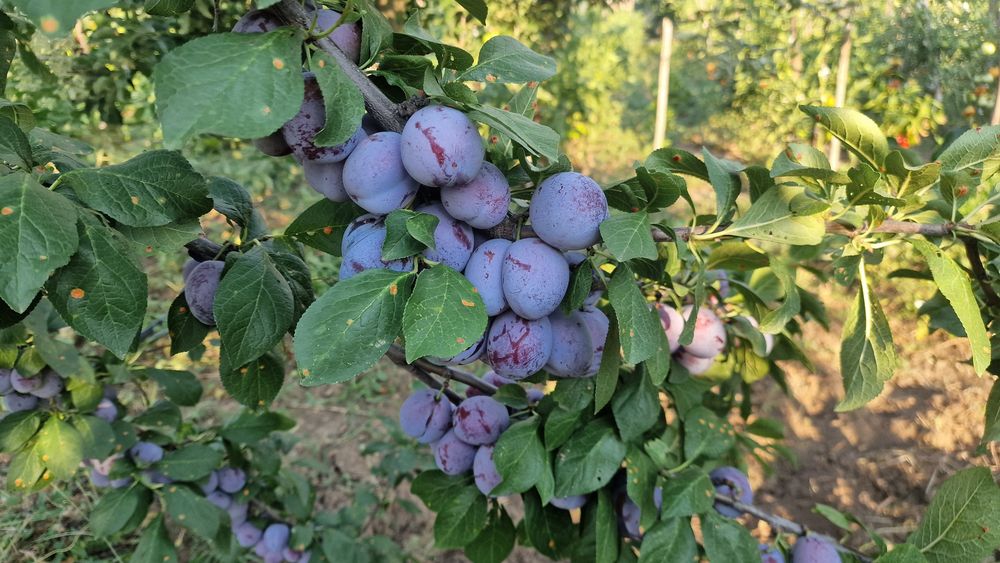 Vand prune bio. .
