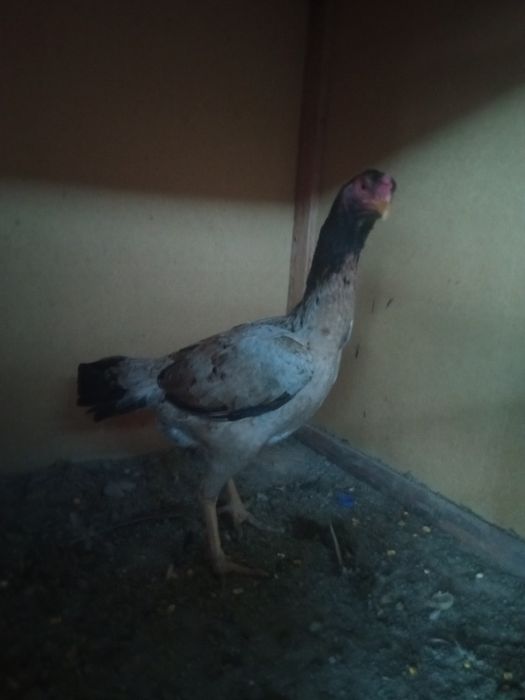 Мокйон 1та бачешкати