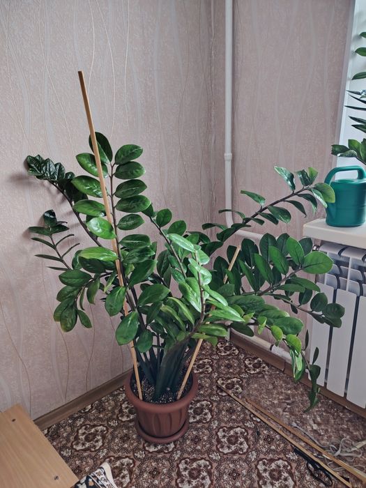 Продам долларовое дерево