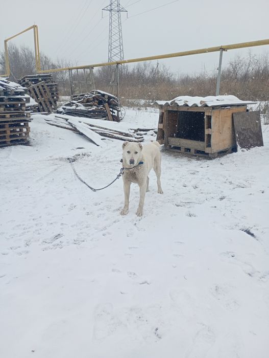 Төбет алабай аралас