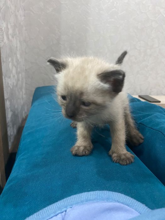 Отдам в добрые руки котят
