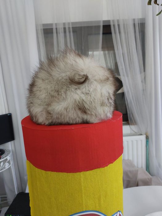 Căciulă de damă din blană naturală de vulpe argintie