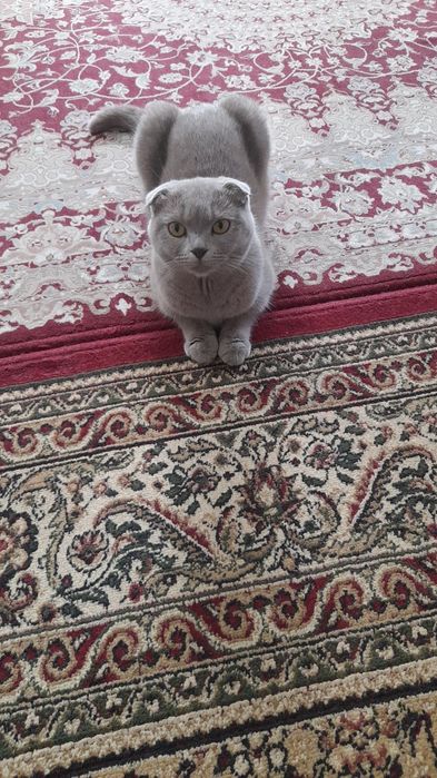 ПРОДАЕТСЯ!!! кошка шотланский вислоухий