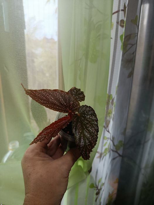 Распродажа цветов