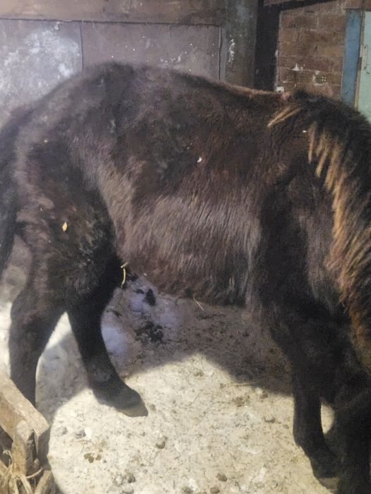 Жабагы сатылымда