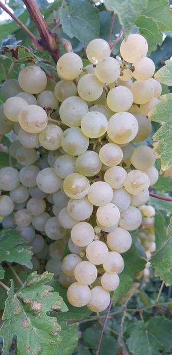 Struguri de vin din Vrancea soiuri alese albi/negri transport gratuit în jud. Constanta si imprejurimi, pret producator