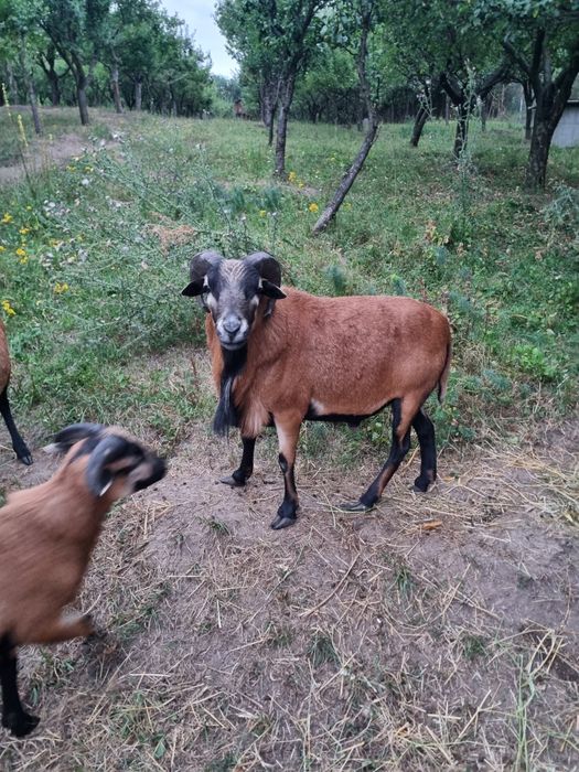 Berbec rasă Camerun