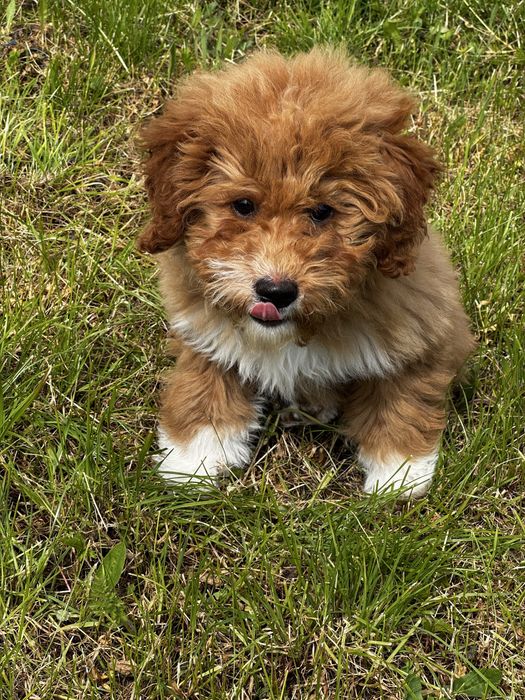 Голдън дудъл / Goldendoodle 3месечна