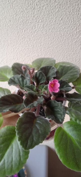 Продам цветущие  фиалки