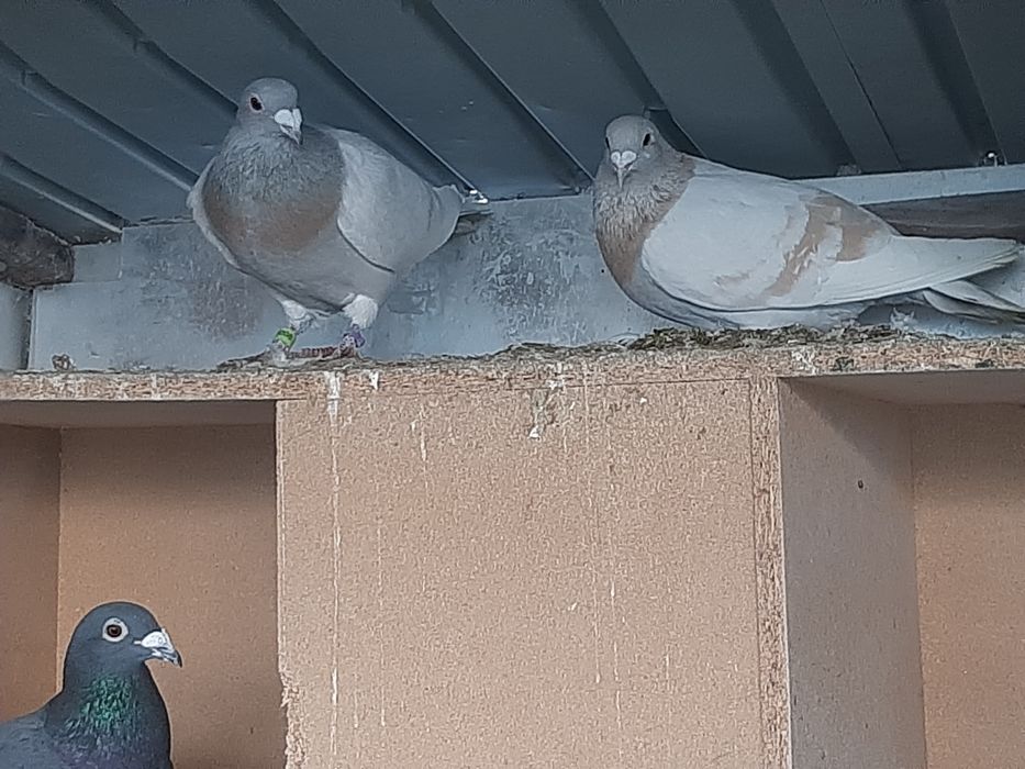 Vand porumbei voiajori