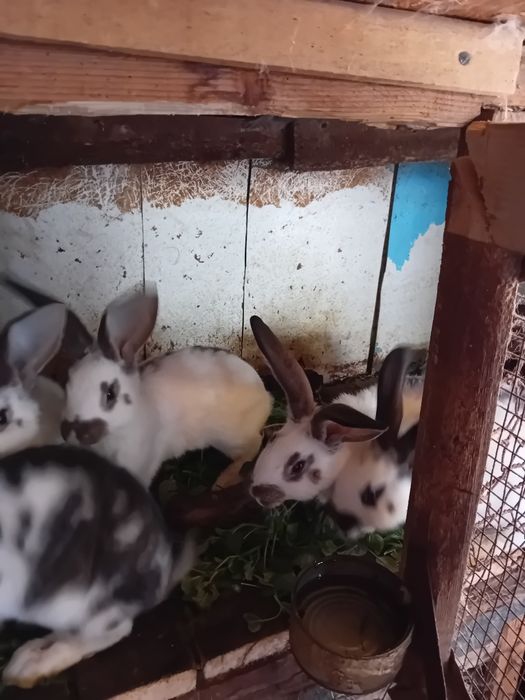 Vând iepuri fluture