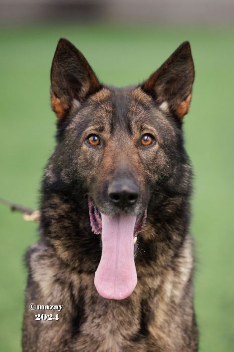 Щенок немецкой овчарки