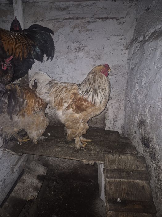 Vand cocosi tineret(6 luni) brahma columbia lemon, australorp