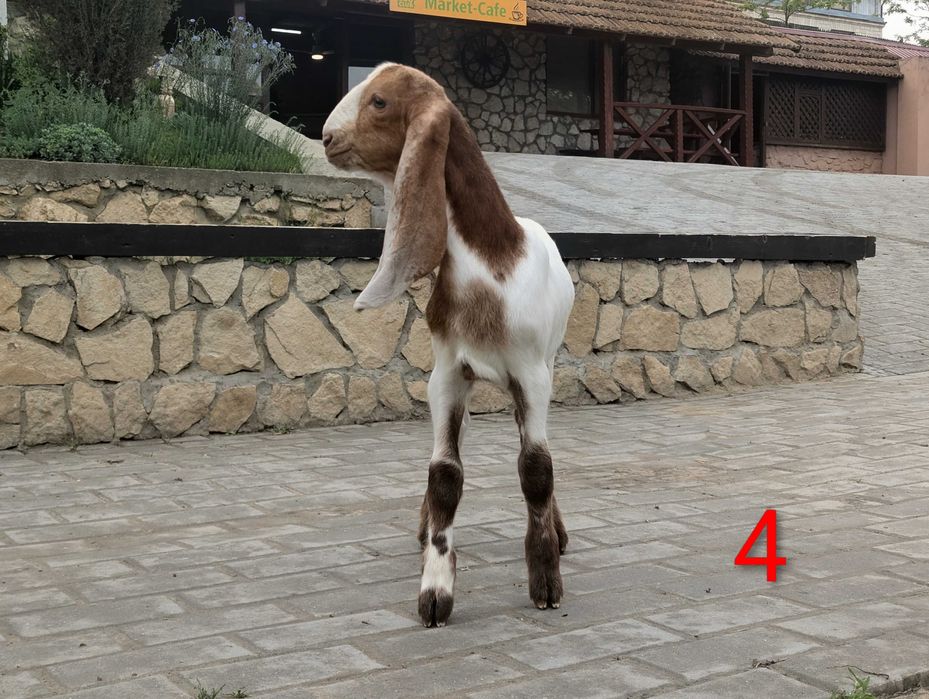 Iezi KamorixNubian certificat
