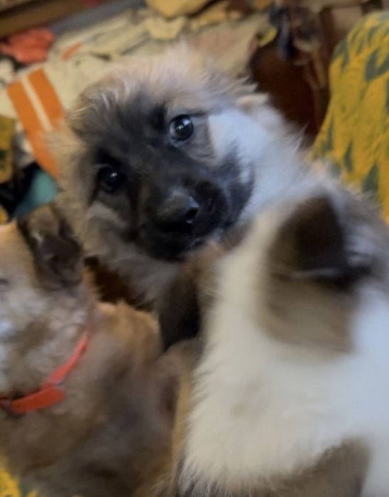 Подарявам кученце