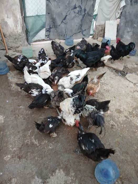 Tovug'lar indautkalar va indautka bollari sotiladi