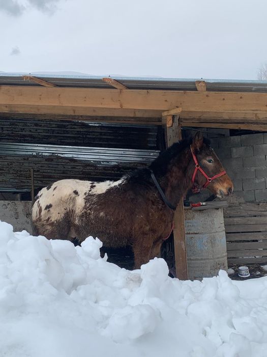 Тай 10 айлык папасы кыргыз