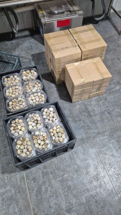 Перепёлка 1500тг 1шт,