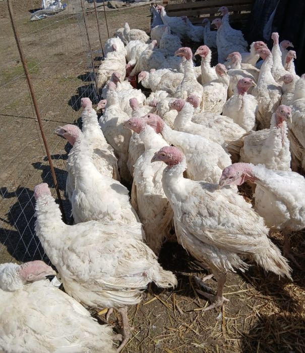 Vând găinuși pitici si rațe leșești